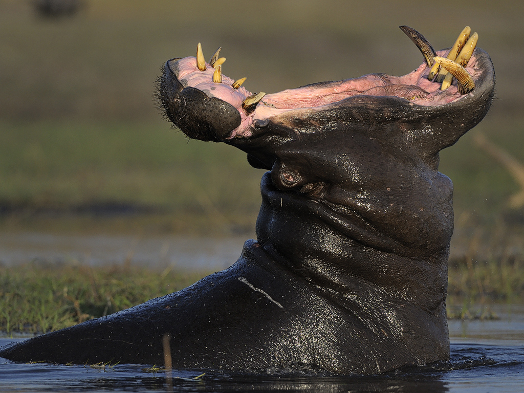 06-hippo-yawn.jpg