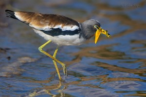 Lapwing with butterfly 3 1400 300k 72d sRGB noise K W