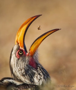 Hornbill foraging 1