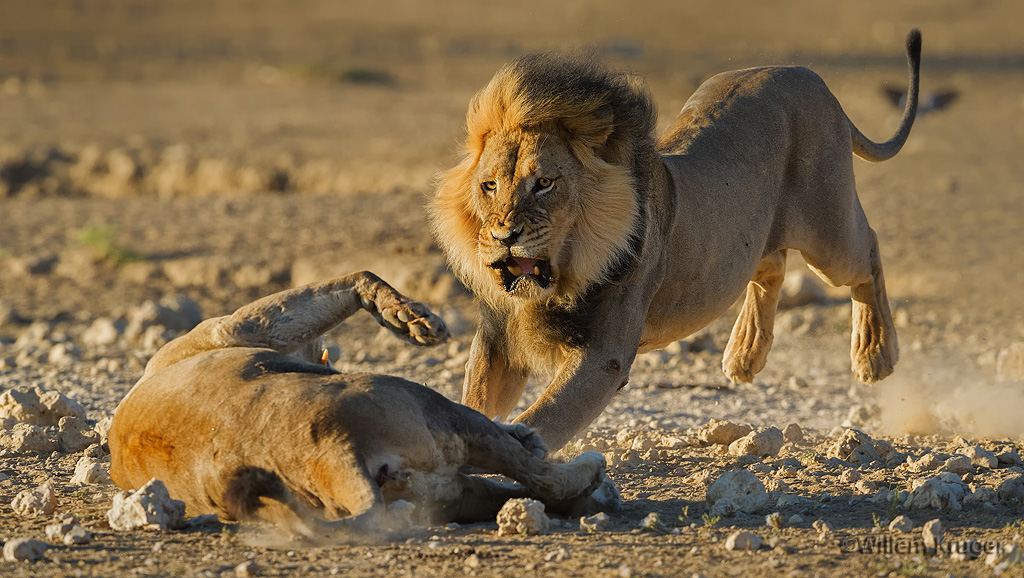 lion-domination-1.jpg