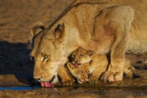 Lioness and cups drinking water 4 1050 300k 72d sRGB yellow W