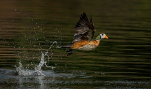 Pygmy goose take off 1